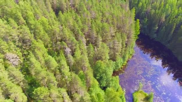 Finlandiya Kozalaklı Ormanlarının Havadan Çekilmiş Görüntüleri Temiz Göl Koyları Arka — Stok video