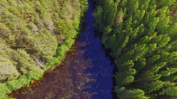 Aerial Shot River Delta Forest Bog Backround Finnish Wilderness July — Vídeos de Stock