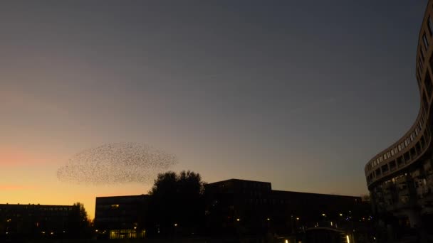 都会の中心で夕方の日没の間に一斉に飛んでいく鳥の群れ — ストック動画