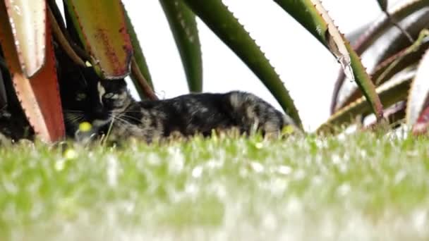 Female Tortoise Shell Cat Leaps Out Aloe Tree Attack Camera — Video Stock