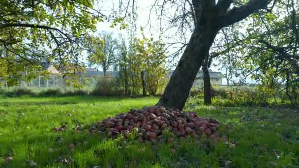 Low Dolly Reveal Shot Apples Ground Orchard — Stock videók