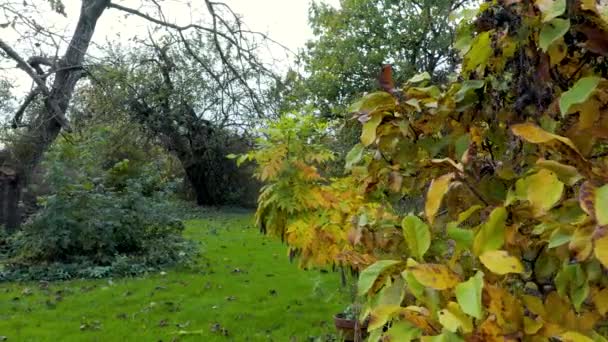 Reveal Shot Bush Lawn Pathway — Stock video