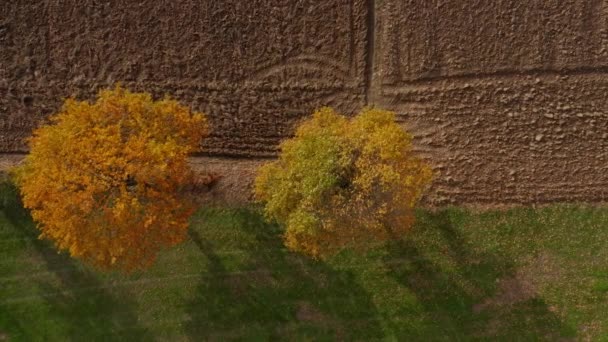 Top Aerial View Colorful Fall Colored Trees — Stockvideo