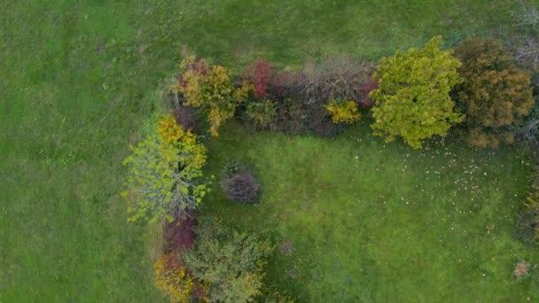 Top Aerial View Row Trees Surrounded Green Grass — Stock video