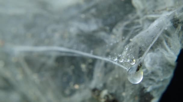 Макрознімок Краплі Води Густій Білій Павутині Статичний — стокове відео