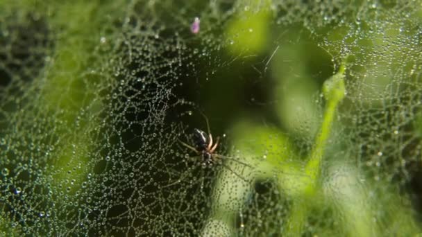 Macro Shot Spider Waiting His Victim Wet Web Static — Wideo stockowe