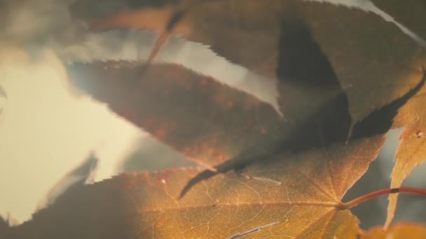 Macro Shot Maple Leaf Texture Warm Orange Colors Slow Motion — Vídeo de Stock