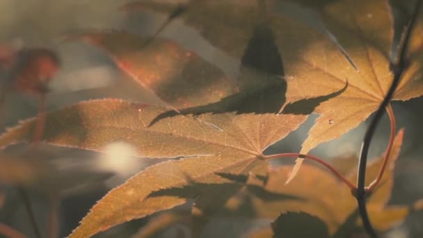 Макрознімок Текстури Листя Maple Теплих Ранкових Сонячних Променях Повільний Рух — стокове відео