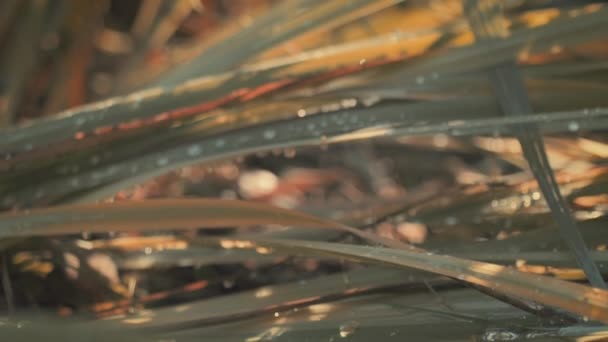 Blurry Macro Shot Light Green Orange Wet Leaves Covered Raindrops — Video Stock