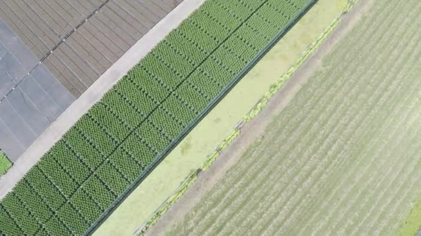 Top Drone Shot Flying Colorful Plant Nursery — 비디오