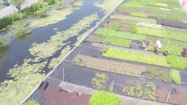 Drone Flying Plant Beds Nursery Garden Working Woman — Stockvideo