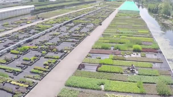 Drone Flying Active Nursery Garden — Stok video