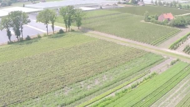 Drone Flying Many Rows Plants Plant Nursery — Video Stock