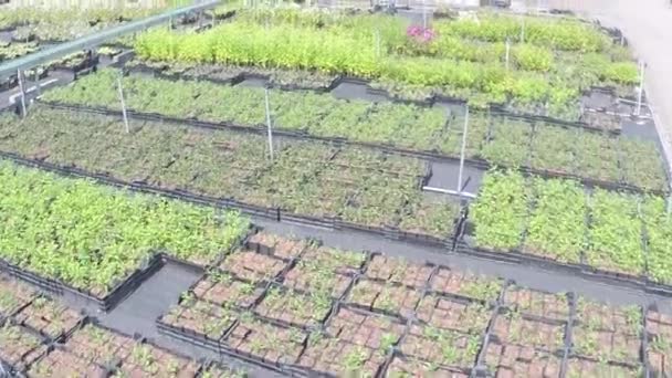 Drone Flying Low Plants Nursery Garden — Stok video