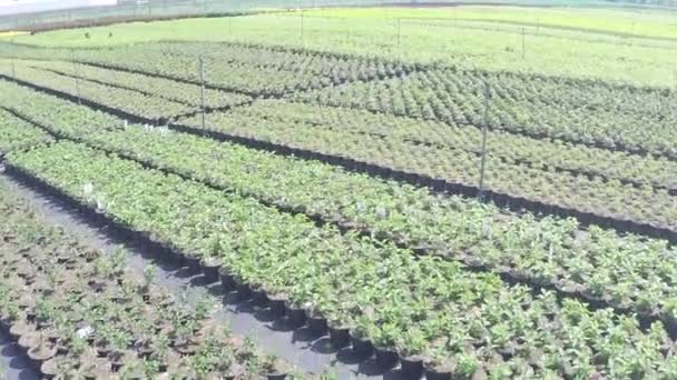 Drone Flying Plants Plant Nursery — Stockvideo