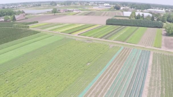 Drone Flying Plants Fields Plant Nursery — Video Stock
