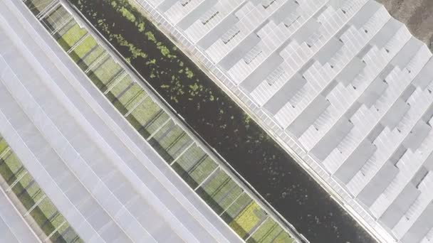 Top Drone Shot Flying Large Plant Nursery — Video Stock