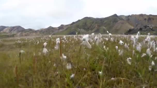 Fluffy Λουλούδια Ένα Πεδίο Κοντά Στα Βουνά Στην Ισλανδία — Αρχείο Βίντεο