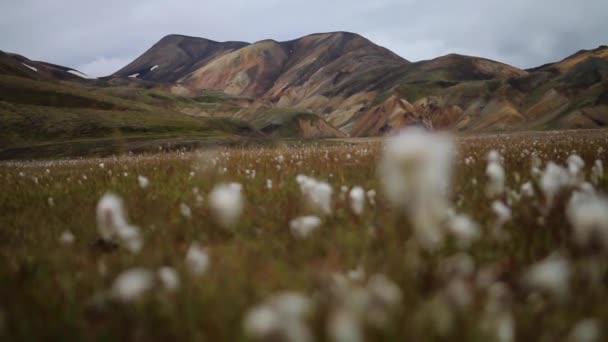 Flauschige Blumen Auf Einem Feld Der Nähe Der Berge Island — Stockvideo