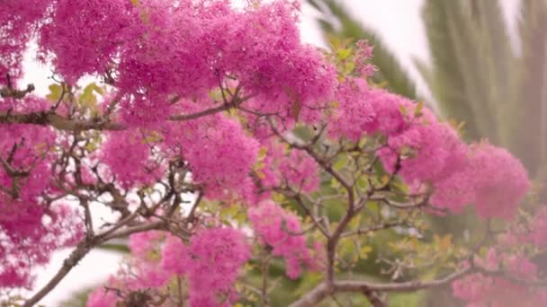 Arupo Jacaranda Tree Tropical Country — Stockvideo