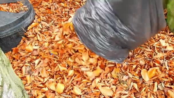 Emptying Leaves Composting Area Garden — Stock Video