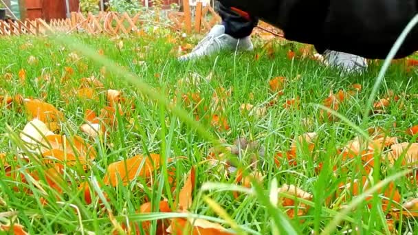 Очищення Листя Вітряному Саду Вакуумним Вентилятором Листя Очищення Компостування — стокове відео