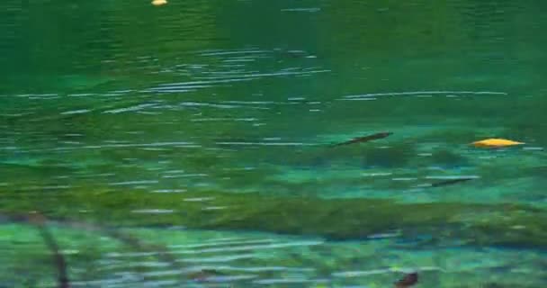 물고기의 헤엄치는 아름다운 Turquoise Waters 나비에둘러 크로아티아의 플리트비체 호수에서 — 비디오