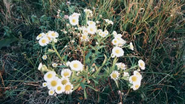 White Aster Flower Meadow — Stok video