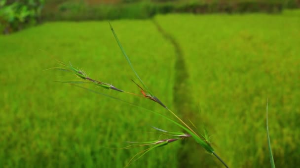 Nahaufnahme Eines Reisstiels Mit Feinen Details Ein Leuchtend Grünes Reisfeld — Stockvideo