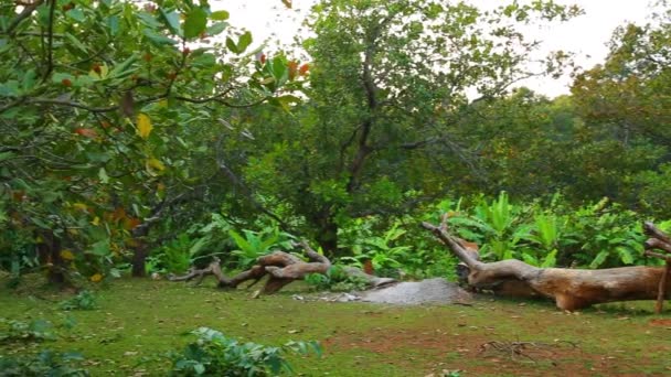 Row Cashew Nut Trees Rural Area Asia Cashew Crop Grown — Vídeo de Stock