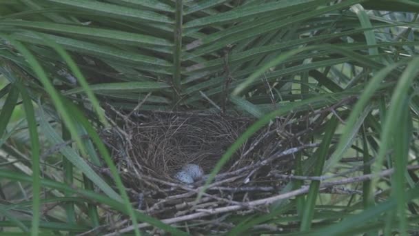 Φωλιά Πουλιών Αυγά Χειρός Πλάνα — Αρχείο Βίντεο