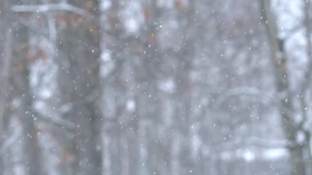 Slow Motion Snowfall Shot 120Fps Sony A7Sii Exported 98Fps — Vídeo de stock