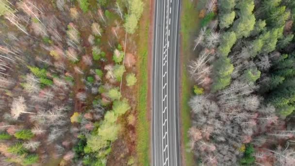 Top View Passing Road Trees Each Side Car Passing Filmed — Vídeo de Stock