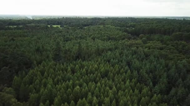 Pohled Ptačí Perspektivy Lesy Slough Velká Británie Amazing — Stock video