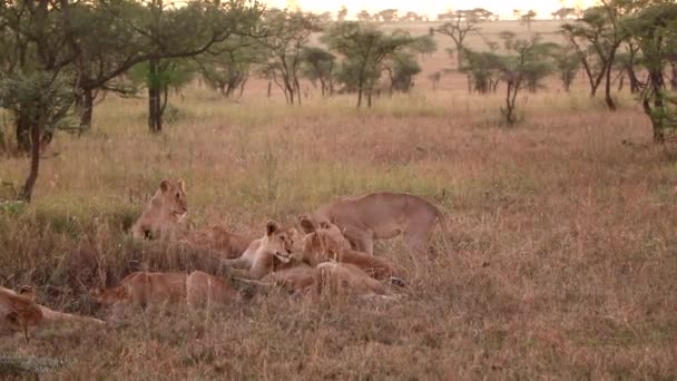 アフリカのセレンゲティ平野でリラックスしたライオンの誇り — ストック動画