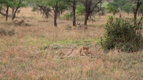 Leoaică Lingându Labele Timp Întindea Lângă Bush Parcul Național Serengeti — Videoclip de stoc