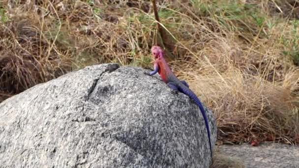 Lagarto Africano Ruiva Agama Senta Uma Forma Alerta Olha Volta — Vídeo de Stock