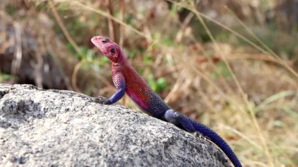 Krásný Africký Ryšavý Agama Ještěrka Pohybující Kolem Pohotovosti Chování Slunné — Stock video