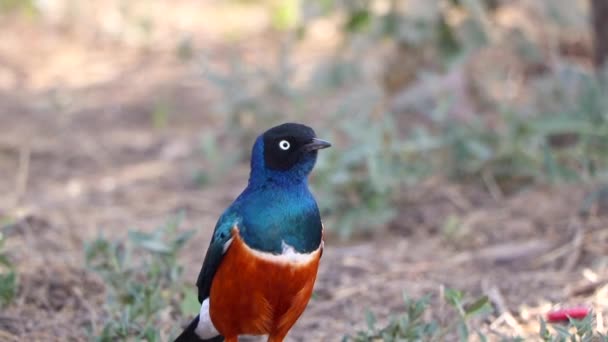 Beautiful Vibrant Blue Orange Bird Superb Starling Curiously Looks While — Stock Video