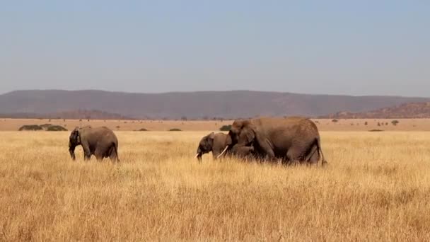 Small Herd Elephants Walk Plains Serengeti Africa Slow Motion — Vídeos de Stock