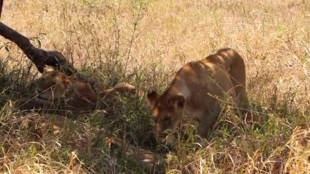 Lioness Walks Shadded Spot Tree Lays Next Couple Other Lionesses — Vídeos de Stock