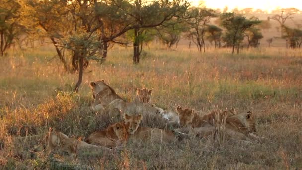 Pride Lionesses Relaxing Together Serengeti National Park Sunset — стокове відео