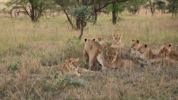 Orgullo Leonas Relajándose Juntos Parque Nacional Serengeti Una Bonita Noche — Vídeos de Stock