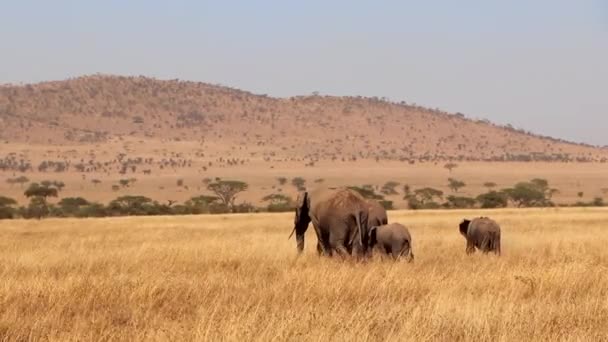 Wide Static Shot Family Elephants Making Thier Way Plains Serengeti — Vídeos de Stock