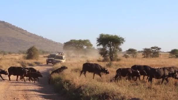 Flock Vatten Baffalo Kör Över Grusväg Framför Safari Fordon Serengeti — Stockvideo