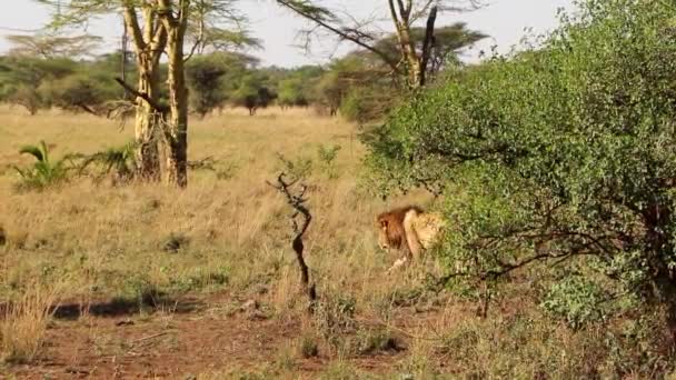 Large Lion Dengan Tenang Berjalan Jauh Dari Rumah Nya Gemetar — Stok Video