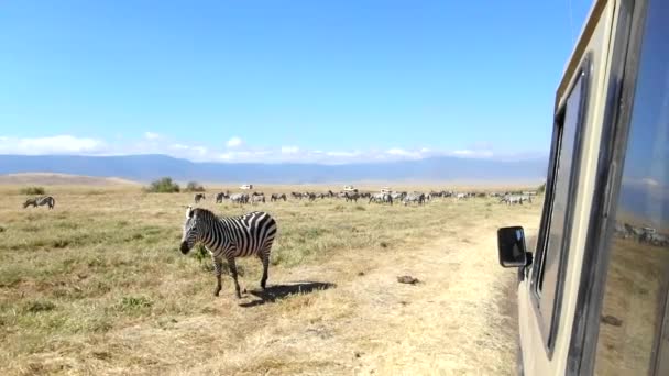 Close View Zebra Standing Next Safari Vehicle Slow Motion — Stock video