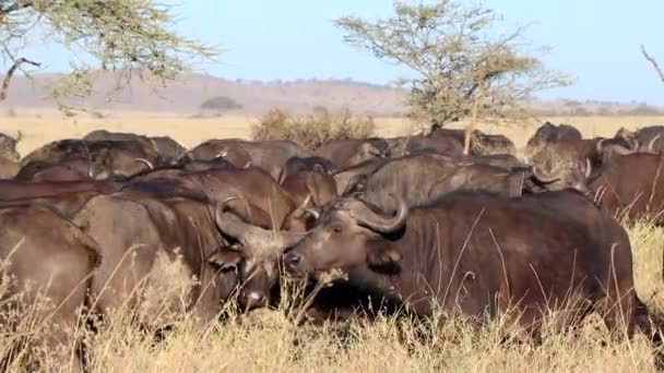 Afrika Daki Serengeti Ulusal Parkı Nda Dev Bir Bufalosu Sürüsünün — Stok video
