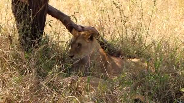 タンザニアのセレンゲティ国立公園の木の隣の日陰でリラックスしたライオンのクローズアップ — ストック動画