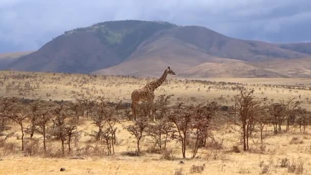 Static View Lone Reticulated Giraffe Feeding Plains Serengeti Mountain Background — Stock Video